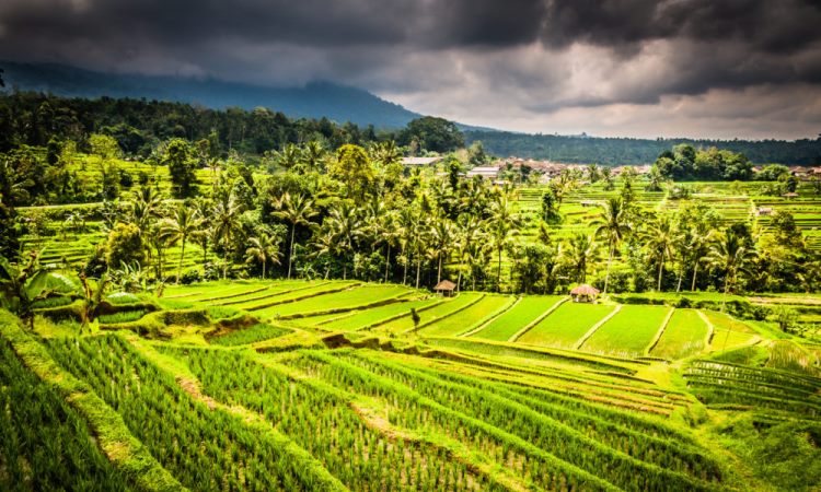 5 Sawah yang Menyejukkan Mata yang Harus Anda Kunjungi di Bali