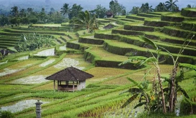 Teras Sawah Jatiluwih, Keindahan dan Kejeniusan Lokal Bali